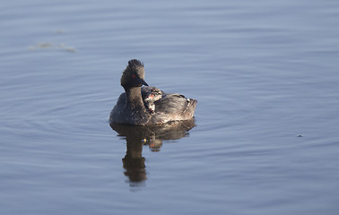 Image showing Eared Grebe with Babies