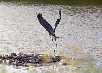 Image showing Blue Heron in Swamp taking off in flight