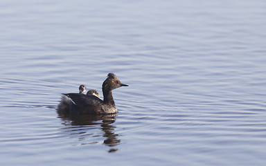 Image showing Eared Grebe with Babies