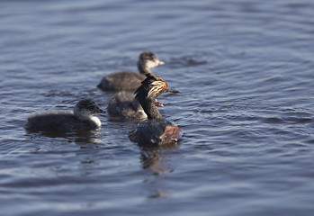 Image showing Eared Grebe with Babies