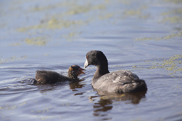 Image showing American Coot Waterhen