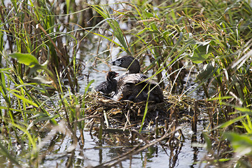 Image showing American Coot with baby in nest