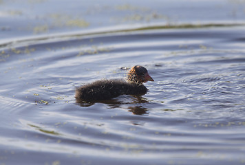 Image showing American Coot Waterhen