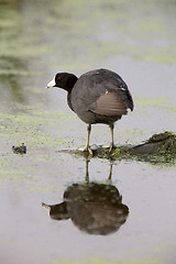 Image showing American Coot Waterhen