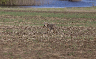 Image showing Coyote standing in field