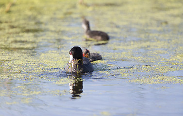 Image showing American Coot Waterhen