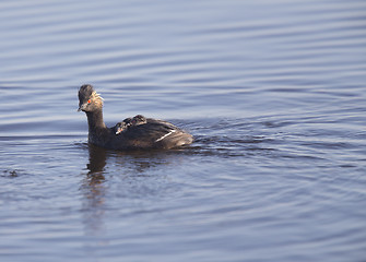 Image showing Eared Grebe with Babies