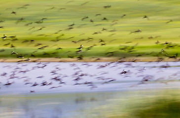 Image showing Flock of Black Birds in Flight