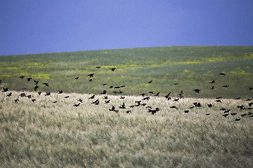 Image showing Flock of Black Birds in Flight