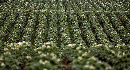 Image showing Potato Crop Row