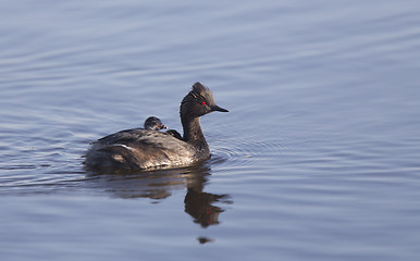 Image showing Eared Grebe with Babies