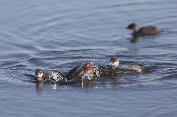 Image showing Eared Grebe with Babies