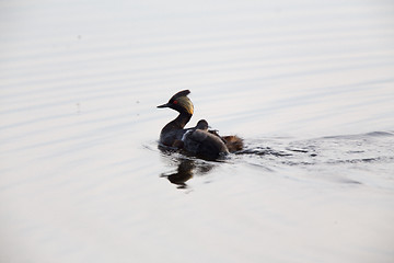 Image showing Eared Grebe with Babies