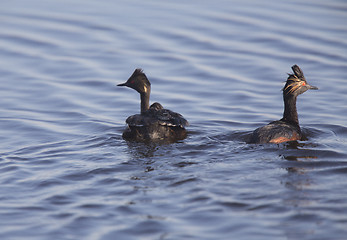 Image showing Eared Grebe with Babies