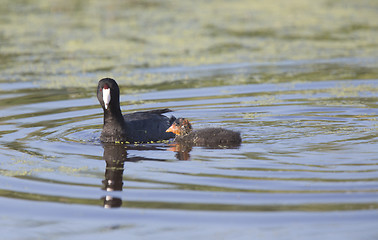 Image showing American Coot Waterhen