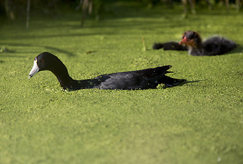 Image showing American Coot Waterhen