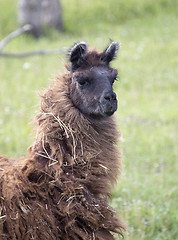 Image showing Llama Alpaca 