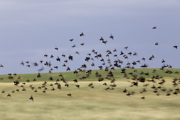 Image showing Flock of Black Birds in Flight