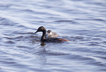 Image showing Eared Grebe with Babies