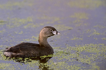 Image showing American Coot Waterhen