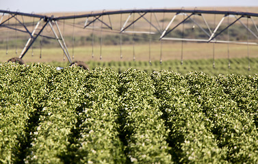 Image showing Potato Crop Row