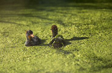 Image showing American Coot Waterhen