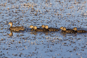 Image showing Mother Duck and Babies