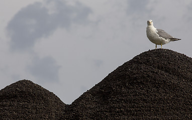 Image showing Seagull on Gravel Pit