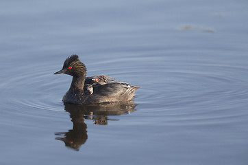 Image showing Eared Grebe with Babies