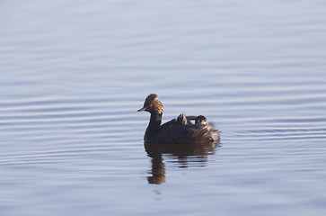 Image showing Eared Grebe with Babies