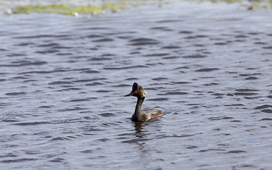 Image showing Eared Grebe