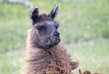 Image showing Llama Alpaca 