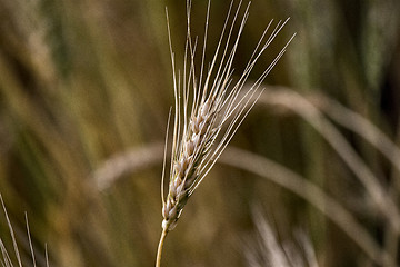 Image showing Close Wheat in Field