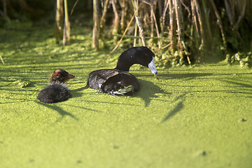 Image showing American Coot Waterhen