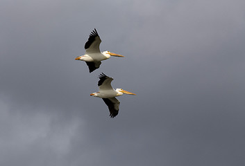 Image showing Pelicans in Flight
