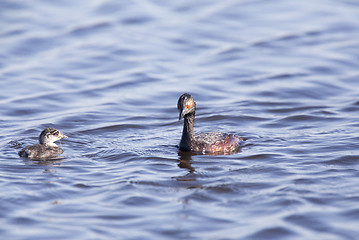 Image showing Eared Grebe with Babies