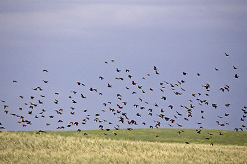 Image showing Flock of Black Birds in Flight