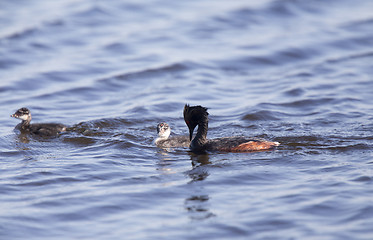 Image showing Eared Grebe with Babies