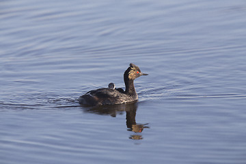 Image showing Eared Grebe with Babies