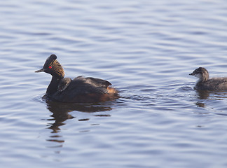 Image showing Eared Grebe with Babies