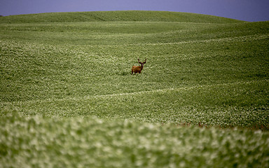 Image showing Deer in Pulse Crop Field