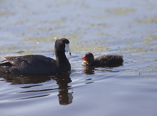 Image showing American Coot Waterhen