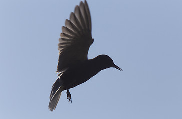 Image showing Tern in Flight