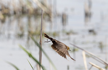 Image showing Female Yellow headed Blackbird