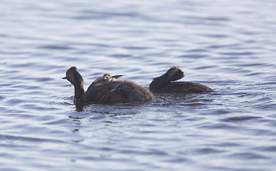 Image showing Eared Grebe with Babies