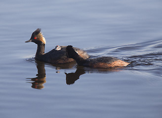 Image showing Eared Grebe with Babies