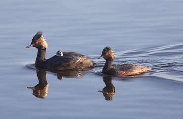 Image showing Eared Grebe with Babies