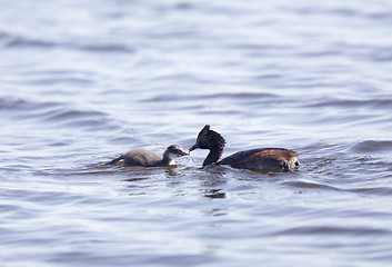 Image showing Eared Grebe with Babies