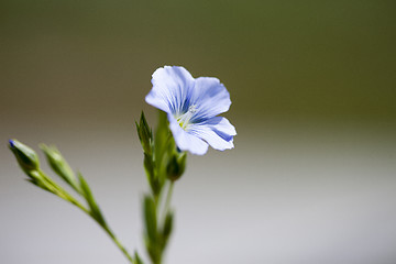 Image showing Flax Flower