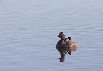 Image showing Eared Grebe with Babies
